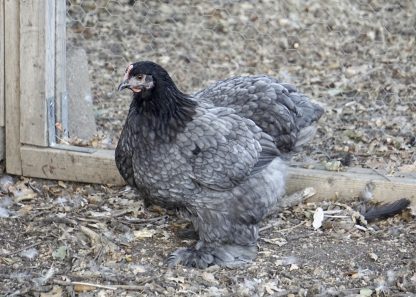 Blue Cochin Standard Chicken Photo By Jimmy Phosaly