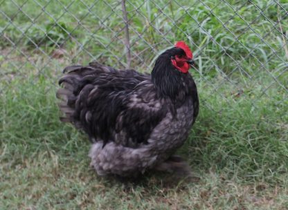 Blue Cochin Standard Chicken Photo By Katie Puckett