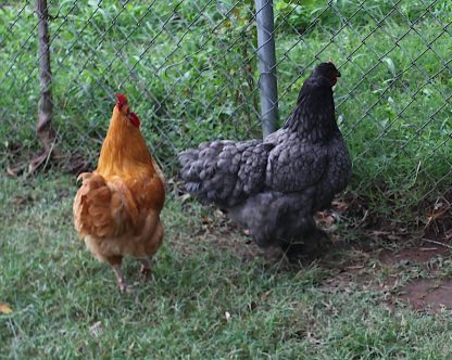 Blue Cochin Standard Chicken Photo By Katie Puckett