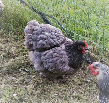 Blue Cochin Standard Chicken Photo By Sonia Haga