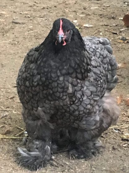 Blue Cochin Standard Chicken Photo by Tanya Combs