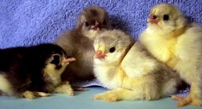 Blue Cochin Standard Group of Chicks