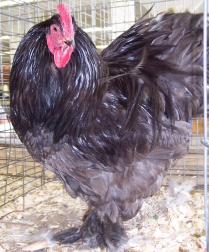 Blue Cochin Standard Chicken Rooster