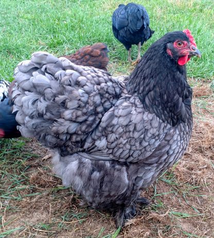 Blue Cochin Standard Chicken Photo By Warren Farms