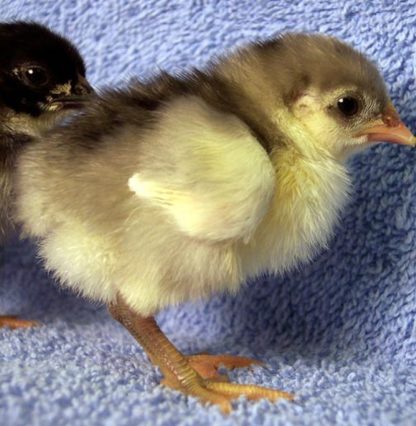 Day Old Blue Old English Game Bantam Chick
