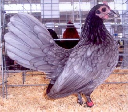 Blue Old English Game Bantam Chicken Hen