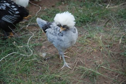 White Crested Blue Polish Chicken