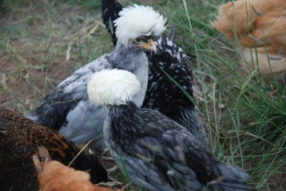 White Crested Blue Polish Chickens