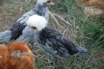 White Crested Blue Polish Chickens for Sale