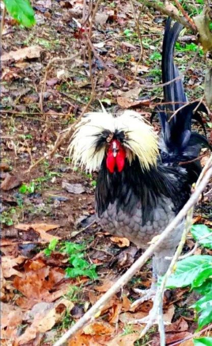 White Crested Blue Polish Chicken Rooster