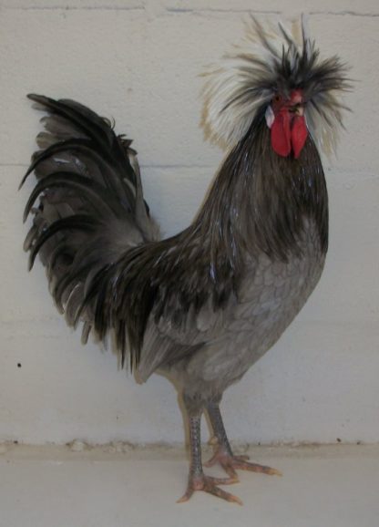 Blue Polish Rooster