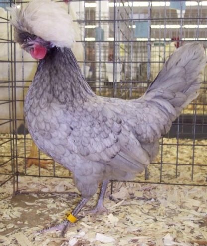 Blue Polish Chicken Hen