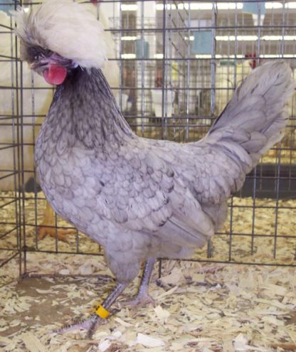 Blue Polish Chicken Hen