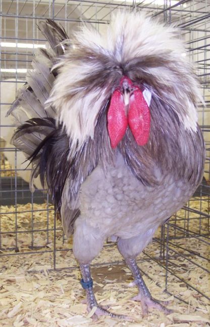 Blue Polish Chicken Rooster