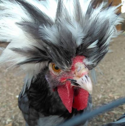 Blue Polish Chicken Photo By Zana Aune