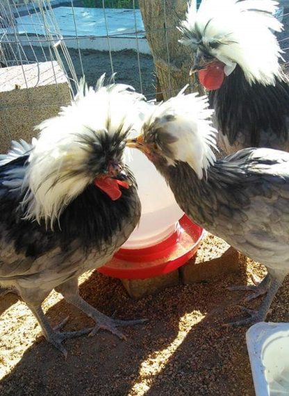 Blue Polish Chicken Photo By Zana Aune