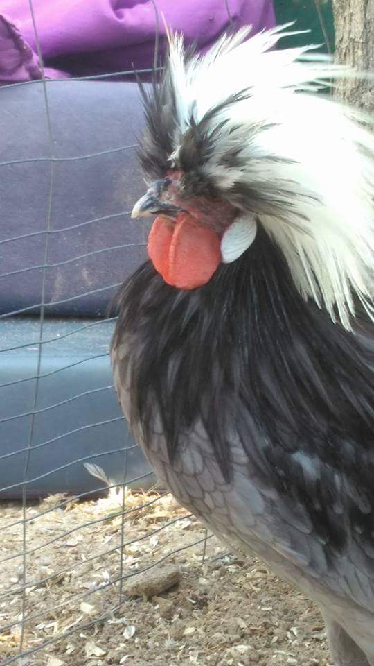 White Crested Blue Polish Chicken For Sale Cackle Hatchery®