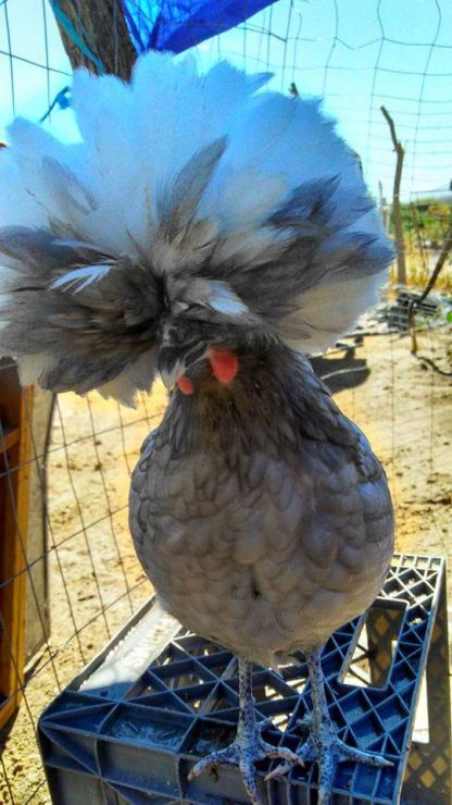 Blue Polish Chicken Photo By Zana Aune