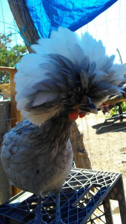 Blue Polish Chicken Photo By Zana Aune