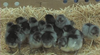 Blue Rosecomb Bantam Baby Chicks