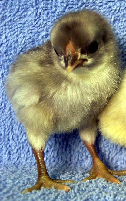 Blue Rosecomb Bantam Chick