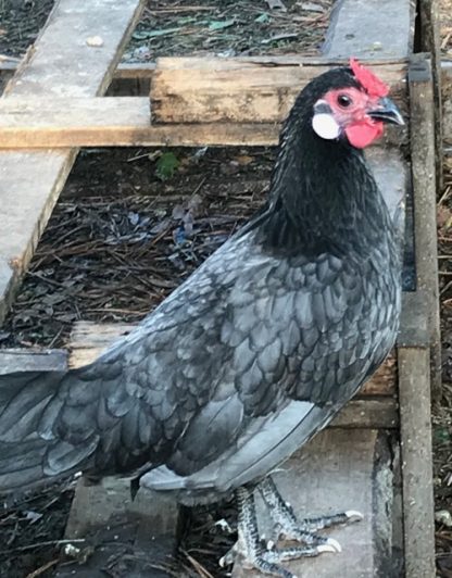 Blue Rosecomb Bantam Photo By Brenda Carter