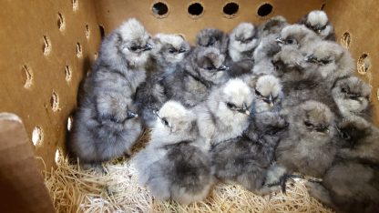 Blue Silkie Bantam