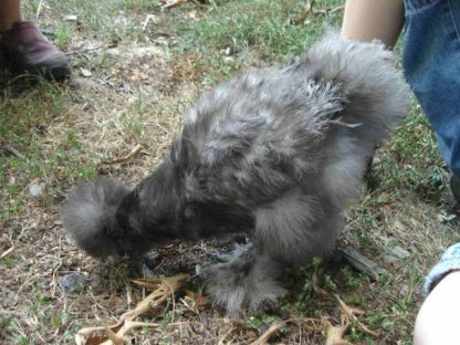 Blue Silkie Bantam Chicken