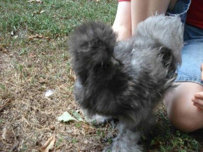 Blue Silkie Bantam Chicken