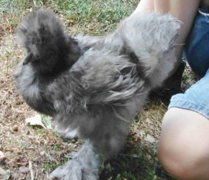 Blue Silkie Bantam Chicken