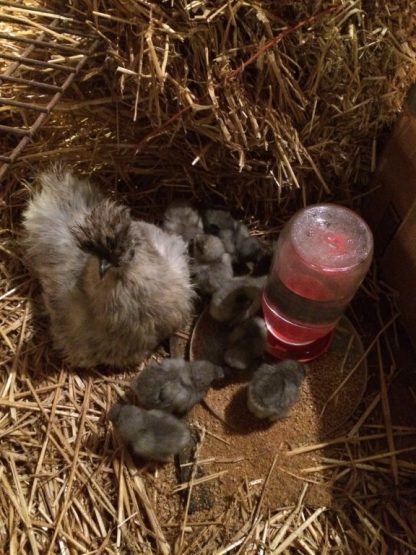 Blue Silkie Bantam Chicken