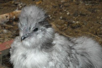 Blue Silkie Bantam Chicken