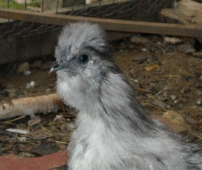 Blue Silkie Bantam Chicken