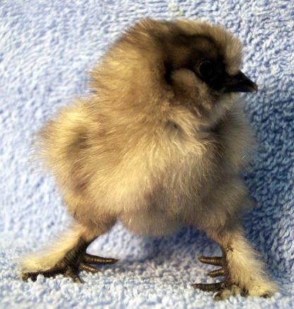 Blue Silkie Bantam Chick