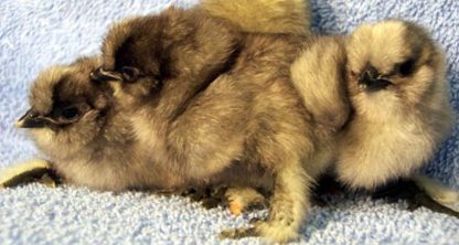 Blue Silkie Bantam Group of Chicks