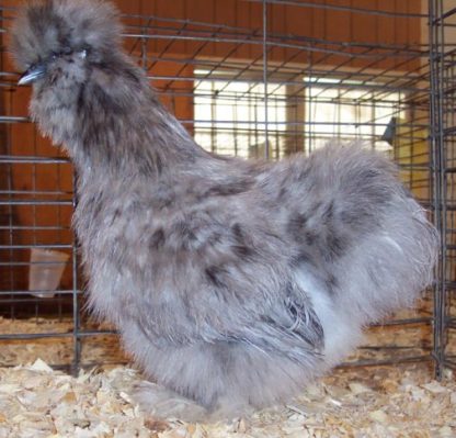 Bearded Blue Silkie Bantam Chicken Hen