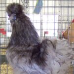 Bearded Blue Silkie Bantam Chicken Rooster