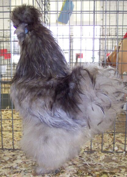 Bearded Blue Silkie Bantam Chicken Rooster