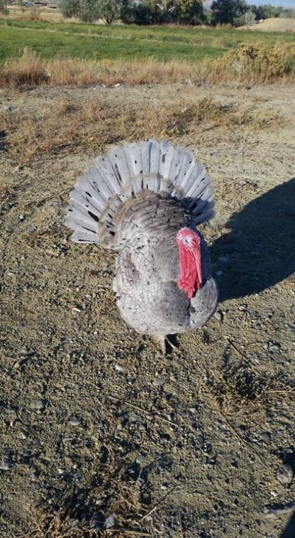 Blue Slate Turkey