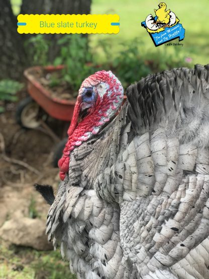 Blue Slate Turkey