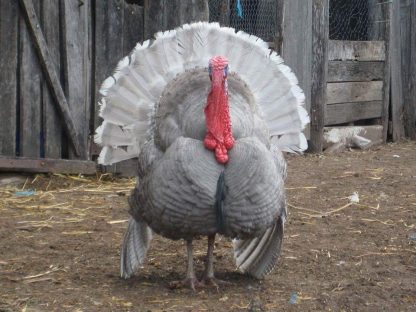 Blue Slate Turkey