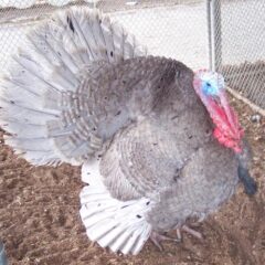 Blue Slate Turkey Gobbler