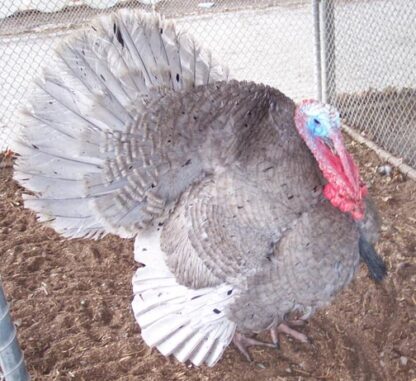 Blue Slate Turkey Gobbler