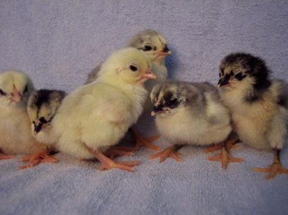 Blue Sumatra Chicks