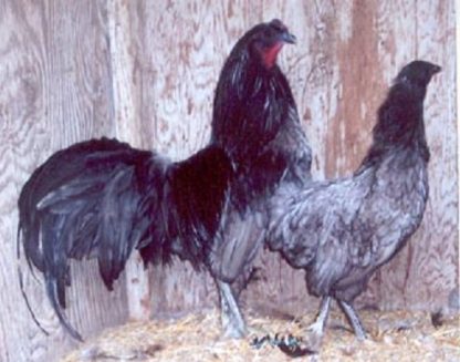 Pair of Blue Sumatra Chickens