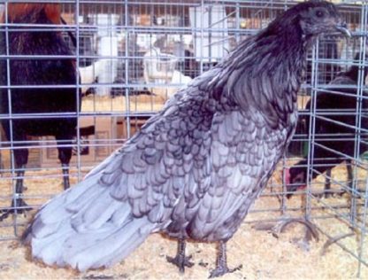 Blue Sumatra Chicken