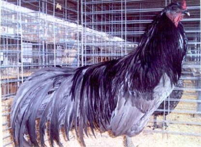 Blue Sumatra Chicken Rooster