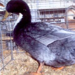 Blue Swedish Duck Drake