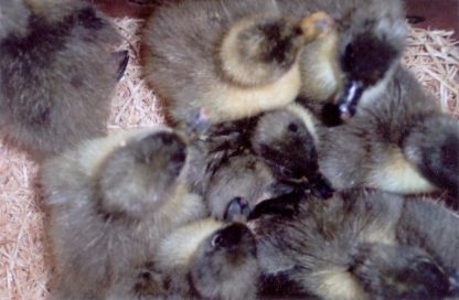 Just hatched Blue Swedish ducklings in shipping box