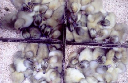 Tray of Newly Hatched Blue Swedish Ducklings